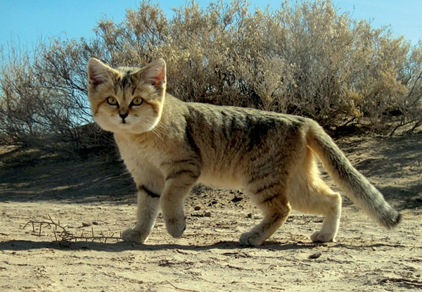 Persian sand cat, source: Wikimedia Commons